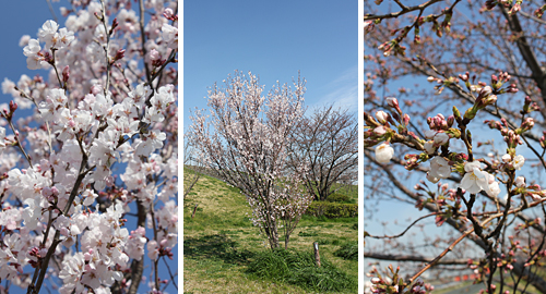 �ԉH�╣�̍�