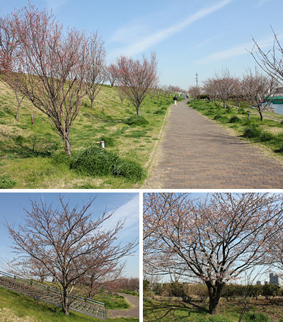 �ԉH�╣�̍�