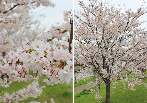 �ԉH�╣�̍�