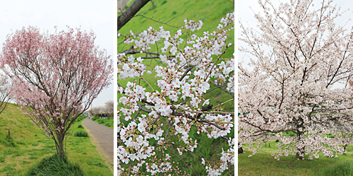 �ԉH�╣�̍�