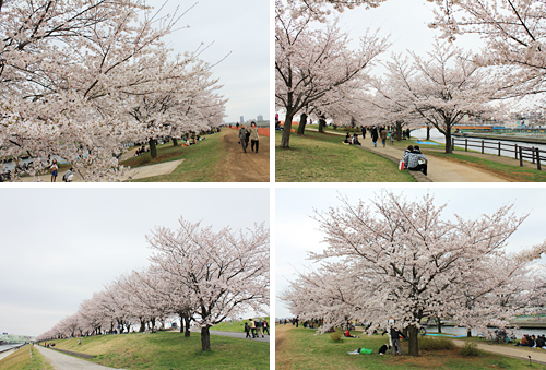 �ԉH�╣�̍�