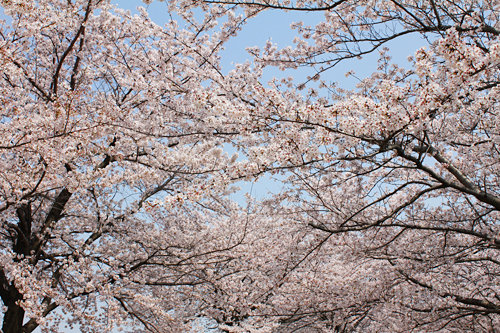 �ԉH�╣�̍�