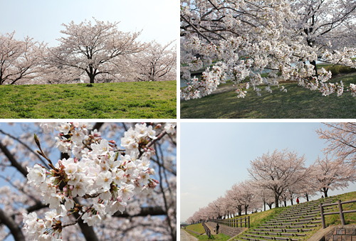 �ԉH�╣�̍�