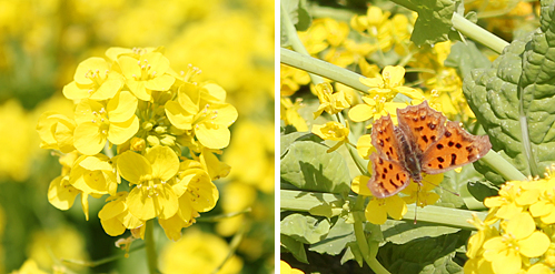 �r��^�������̍؂̉�