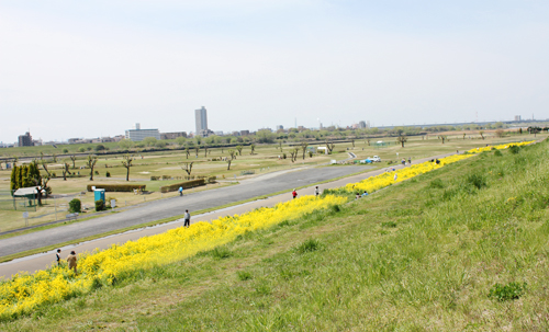 �r��^�������̍؂̉�