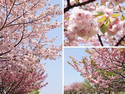 ������s�s�_�ƌ����̔��d��