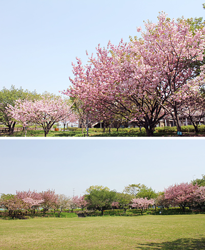 ������s�s�_�ƌ����̔��d��