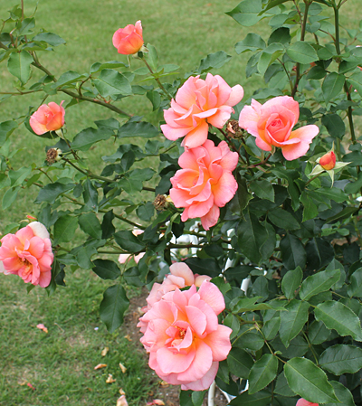 ����s���O���[���Z���^�[�̃o����