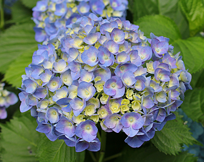 ����s���O���[���Z���^�[�̃A�W�T�C