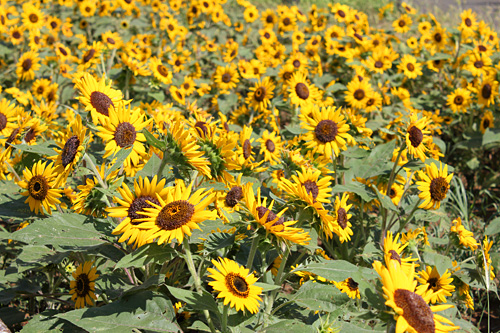 ������s�s�_�ƌ����̂Ђ܂��