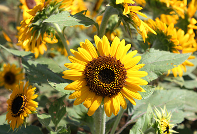 ������s�s�_�ƌ����̂Ђ܂��