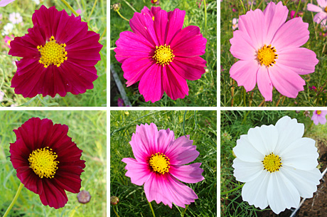 ������s�s�_�ƌ����̃R�X���X��