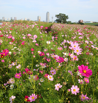 ������s�s�_�ƌ����̃R�X���X��