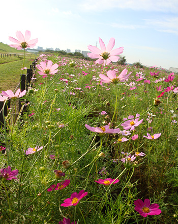 ������s�s�_�ƌ����̃R�X���X��