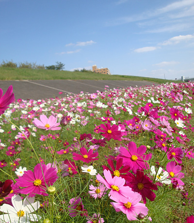 �r��^�������̃R�X���X