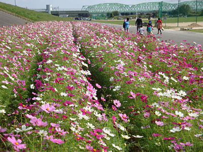 �r��^�������̃R�X���X