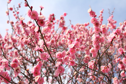 ������s�s�_�ƌ����̔~��