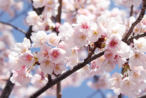 ��������w�̈��s��