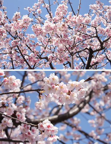 ��������w�̈��s��