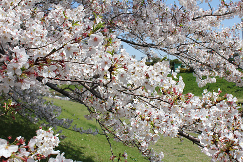 �Ő�E���̂��΂��t�߂̍�����