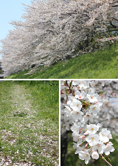 �Ő�E���̂��΂��t�߂̍�����