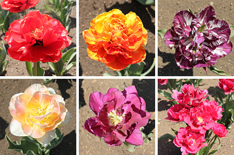 ������s�s�_�ƌ����̃`���[���b�v