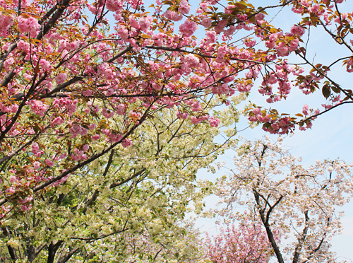 ������s�s�_�ƌ����̔��d��