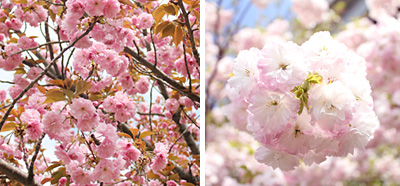 ������s�s�_�ƌ����̔��d��