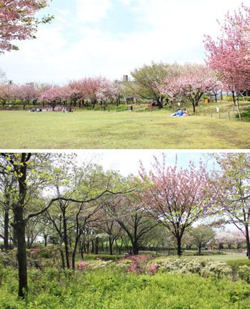 ������s�s�_�ƌ����̔��d��