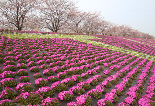 �ԉH�╣�̎ō�