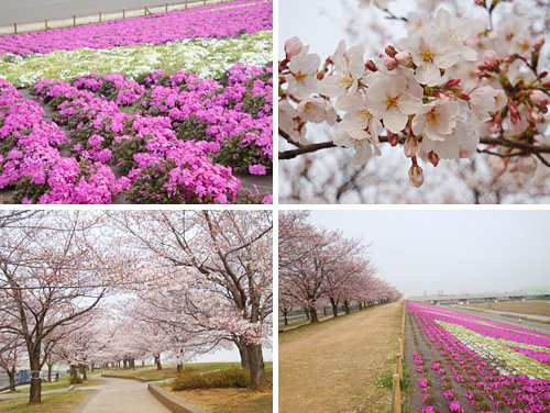 �ԉH�╣�̎ō�