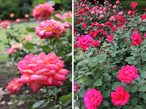 ����s���O���[���Z���^�[�̃o����