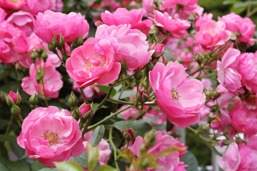 ����s���O���[���Z���^�[�̃o����