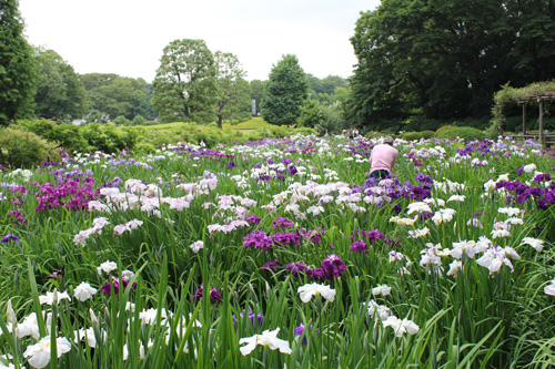 2011�N�A����s���O���[���Z���^�[�̉ԏҊ�����