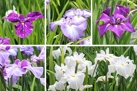 2011�N�A����s���O���[���Z���^�[�̉ԏҊ���