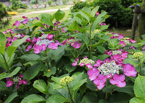 �n�E�˂ނ̖،����̃A�W�T�C