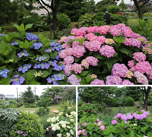 �n�E�˂ނ̖؂̂�������