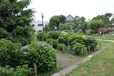 �n�E�˂ނ̖،����̂�������