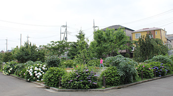 �n�E�˂ނ̖،����̂�������