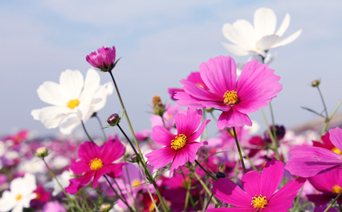 �r��^�������̃R�X���X�x���g