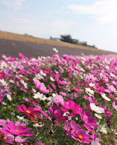 �r��^�������̃R�X���X�x���g