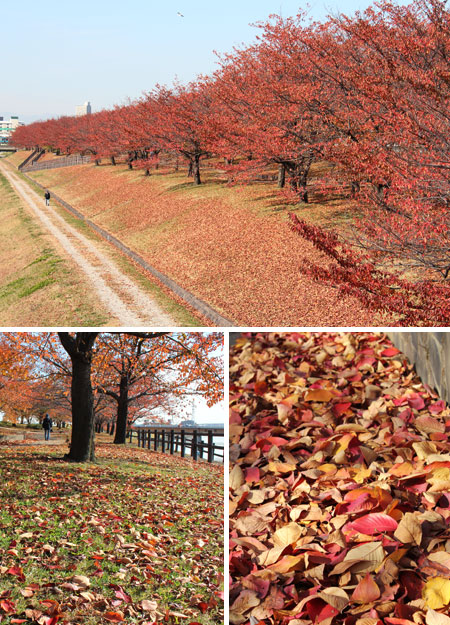 �r��⟺�̍����؂̍g�t