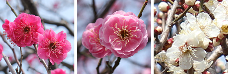 ������s�s�_�ƌ����̔~��