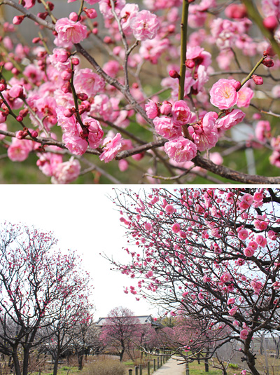 ������s�s�_�ƌ����̔~��