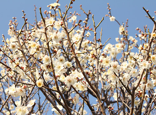 ������s�s�_�ƌ����̔~��