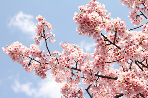 �Ő�����̐���g��ƈ��s��