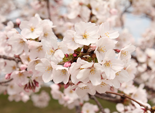 �ԉH�╣�̍�����