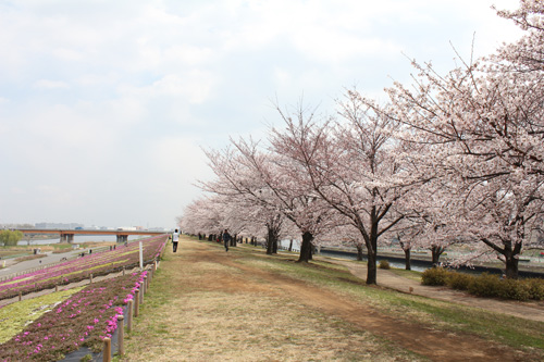 �ԉH�╣�̍�����