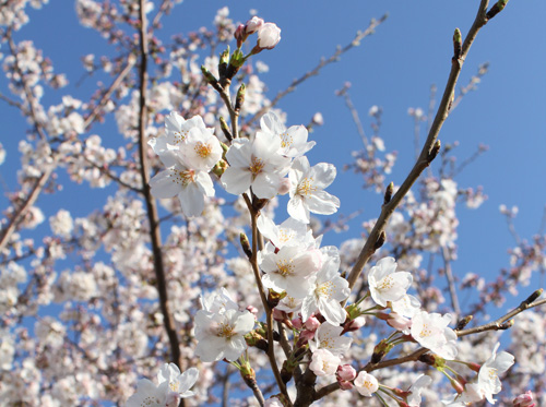 �ԉH�╣�̍�����