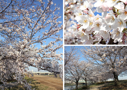 �ԉH�╣�̍�����